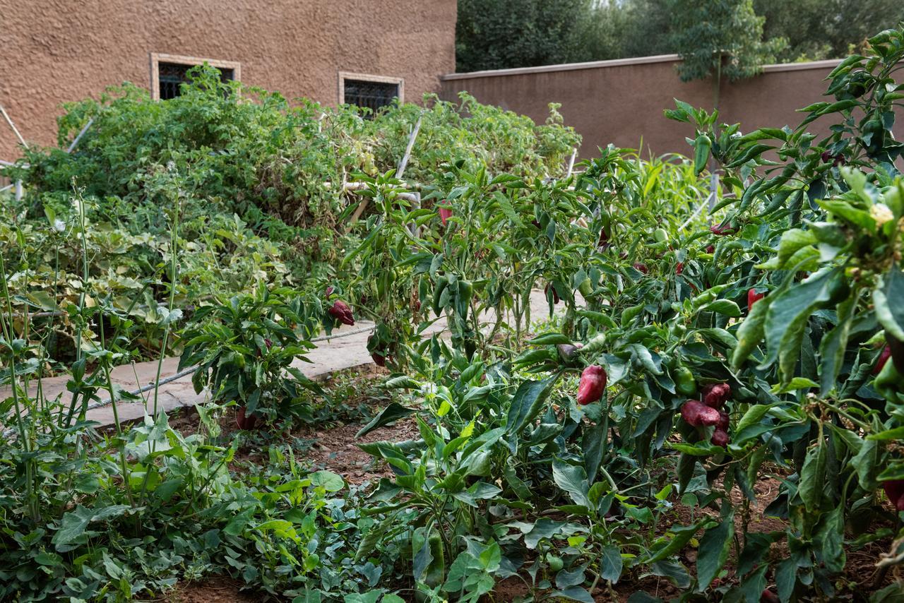 Ouirgane Ecolodge Exterior photo